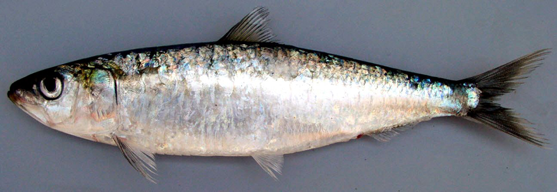 Sardina pilchardus_05.jpg